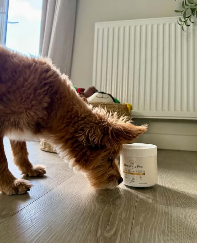 Why Does My Dog Have Bad Breath? Common Causes and Simple Daily Care